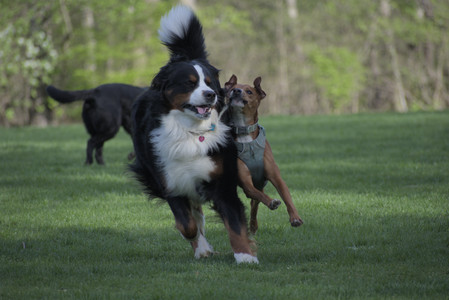20250501_Dog park__DSC0458_.jpg
