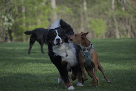 20250501_Dog park__DSC0459_.jpg