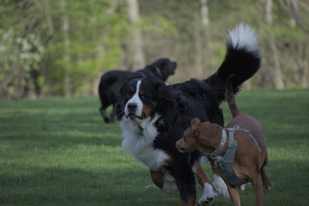 20250501_Dog park__DSC0460_.jpg