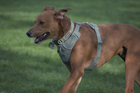 20250501_Dog park__DSC0461_.jpg