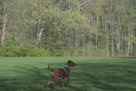 20250501_Dog park__DSC0463_.jpg