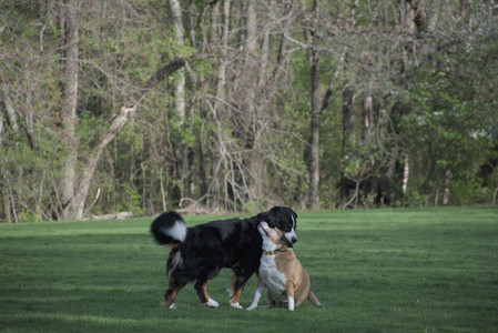 20250501_Dog park__DSC0465_.jpg