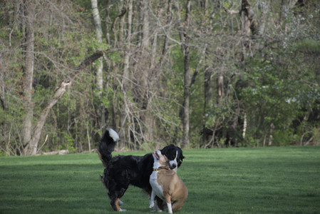 20250501_Dog park__DSC0466_.jpg