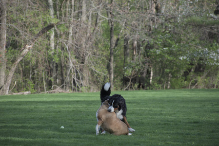 20250501_Dog park__DSC0468_.jpg