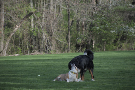 20250501_Dog park__DSC0469_.jpg