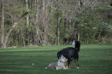 20250501_Dog park__DSC0470_.jpg