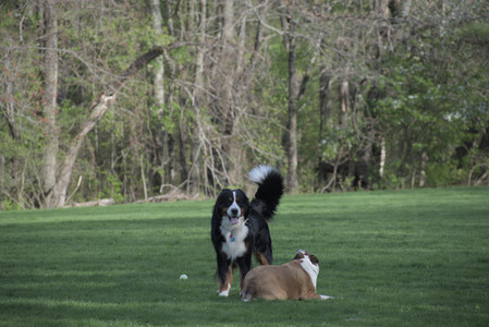 20250501_Dog park__DSC0473_.jpg
