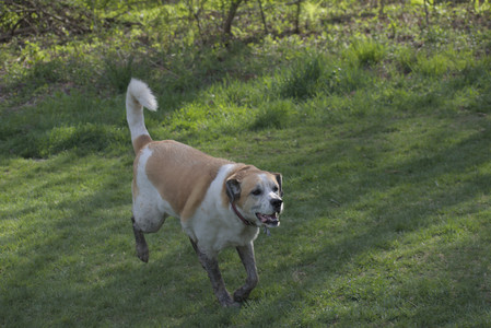 20250501_Dog park__DSC0475_.jpg