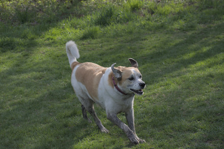 20250501_Dog park__DSC0476_.jpg