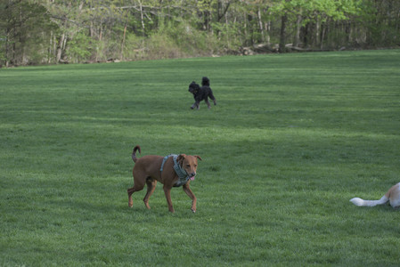 20250501_Dog park__DSC0482_.jpg