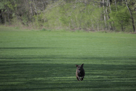 20250502_dog park__DSC0009_.jpg