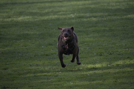 20250502_dog park__DSC0017_.jpg