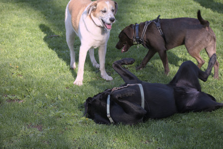 20250502_dog park__DSC0027_.jpg