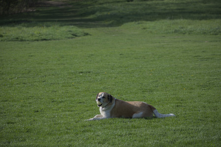 20250502_dog park__DSC0044_.jpg