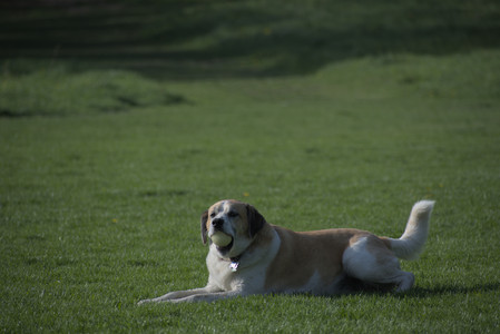 20250502_dog park__DSC0049_.jpg