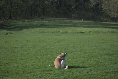 20250502_dog park__DSC0051_.jpg