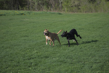 20250502_dog park__DSC0052_.jpg