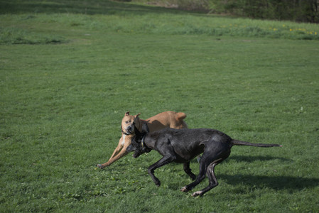 20250502_dog park__DSC0055_.jpg