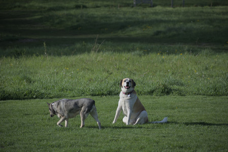 20250502_dog park__DSC0057_.jpg