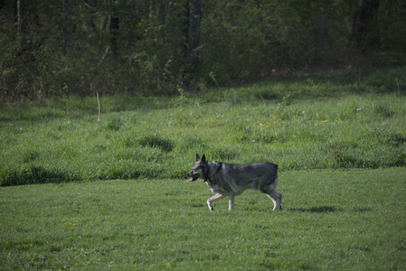 20250502_dog park__DSC0060_.jpg