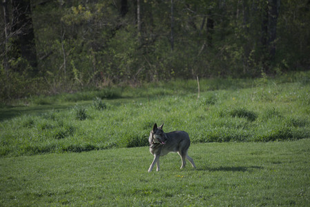 20250502_dog park__DSC0062_.jpg