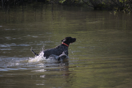 20250502_dog park__DSC0096_.jpg