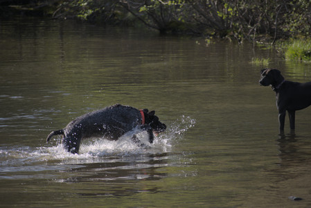 20250502_dog park__DSC0097_.jpg