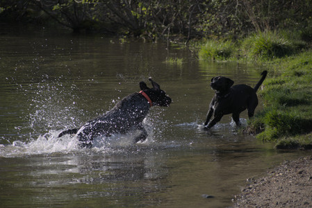 20250502_dog park__DSC0099_.jpg