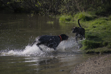 20250502_dog park__DSC0100_.jpg
