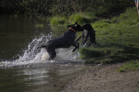 20250502_dog park__DSC0101_.jpg