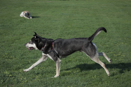 20250502_dog park__DSC0128_.jpg