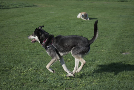 20250502_dog park__DSC0129_.jpg