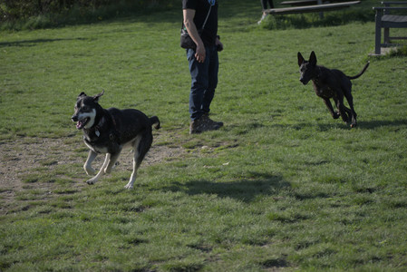 20250502_dog park__DSC0138_.jpg