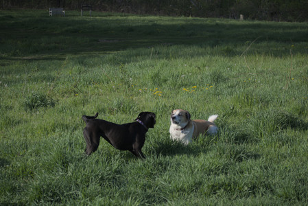 20250502_dog park__DSC0147_.jpg