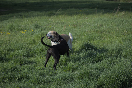 20250502_dog park__DSC0156_.jpg