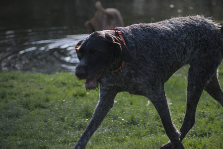 20250502_dog park__DSC0160_.jpg