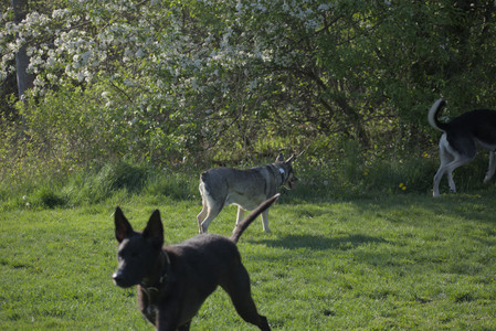 20250502_dog park__DSC0164_.jpg