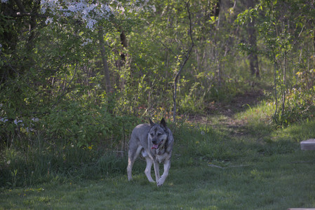 20250502_dog park__DSC0168_.jpg