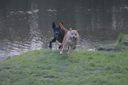 20250502_dog park__DSC0173_.jpg