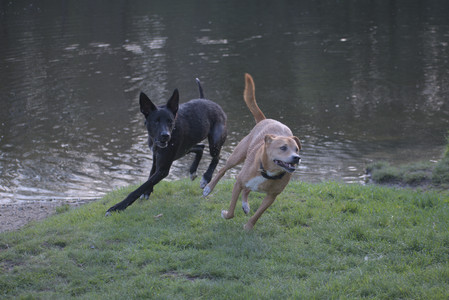 20250502_dog park__DSC0174_.jpg