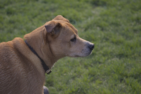 20250502_dog park__DSC0179_.jpg