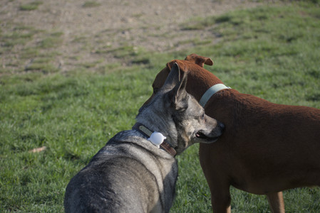 20250502_dog park__DSC0187_.jpg