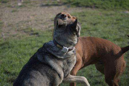 20250502_dog park__DSC0188_.jpg