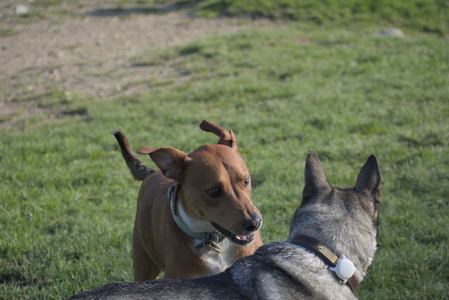 20250502_dog park__DSC0190_.jpg