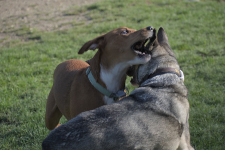 20250502_dog park__DSC0191_.jpg