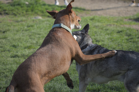 20250502_dog park__DSC0195_.jpg