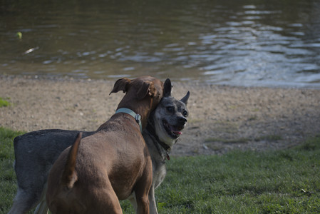20250502_dog park__DSC0200_.jpg
