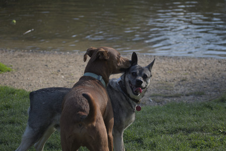 20250502_dog park__DSC0203_.jpg