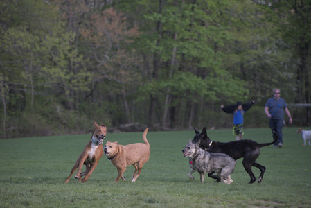 20250502_dog park__DSC0208_.jpg