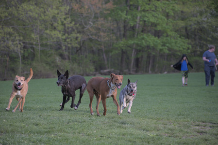 20250502_dog park__DSC0211_.jpg